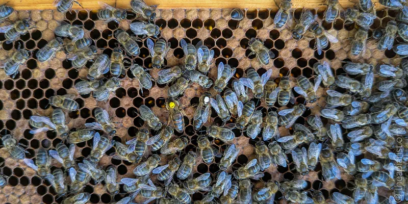 Two marked queen bees on the same frame of comb, surrounded by worker bees