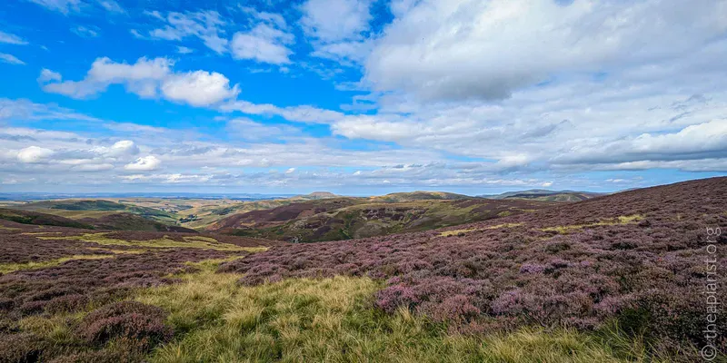 A picture high in the Cheviot Hills of flowering heather