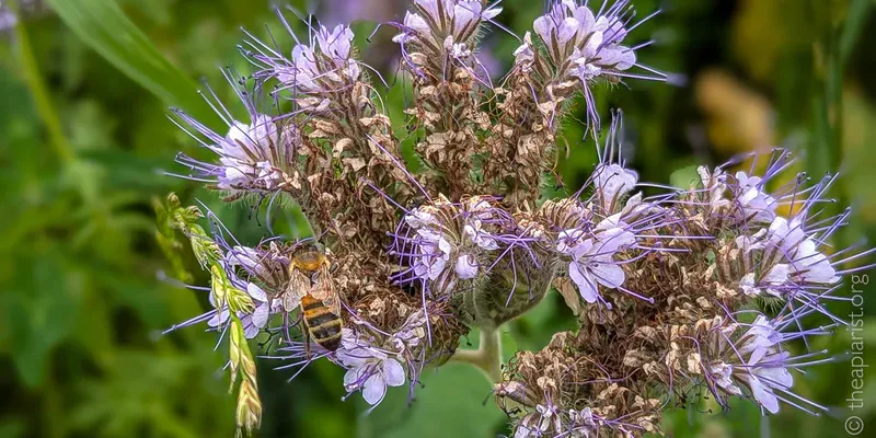 Honey bee worker foraging on a Phacelia flower
