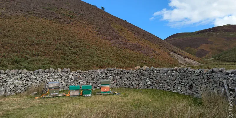 A row of beehives in front of a dry stone wall surrounded by hills under a blue sky
