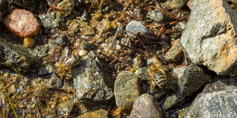 A photo of two bees collecting water from a shallow, rocky puddle