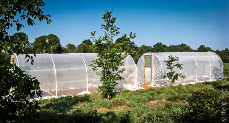 A photograph of two hooped polytunnels covered with insect netting for honey bee research