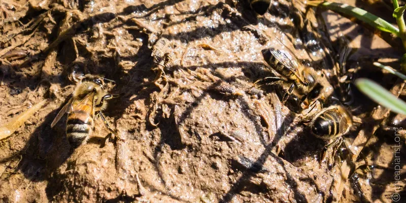 Photograph of three bees collecting water from wet mud