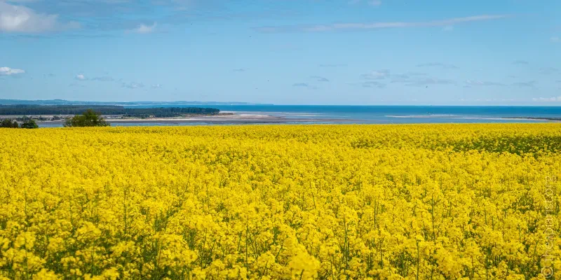 A field of dazzling yellow flowering oil seed rape overlooking St Andrews in Scotland, with the sea in the distance