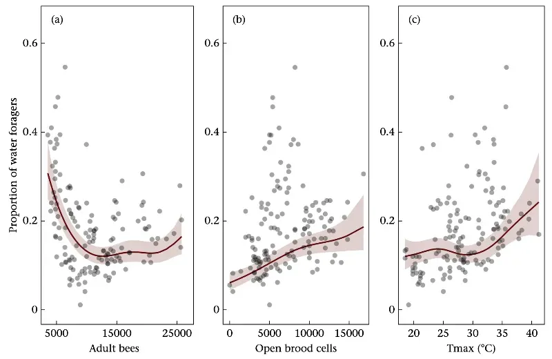 A panel of three graphs showing the proportion of water foragers (on the vertical axis) versus the number of adult bees in the hive (panel A), the number of open brood cells (panel B), or the maximum daily temperature (Panel C)