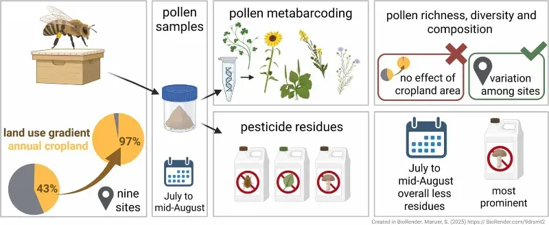 An infographic showing the sampling of pollen from hives in different environments, and their analysis for the types and amount of pollen and pesticides.