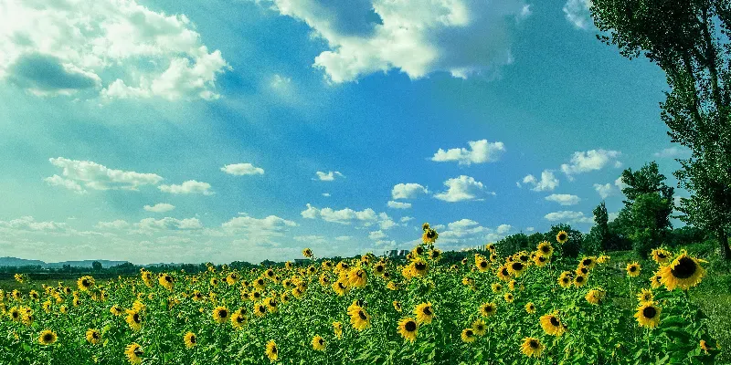 A field of yellow sunflowers under a blue sky with white clouds