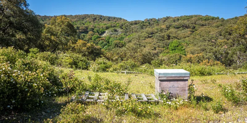 A bee hive in Spain, surrounded by wildflowers