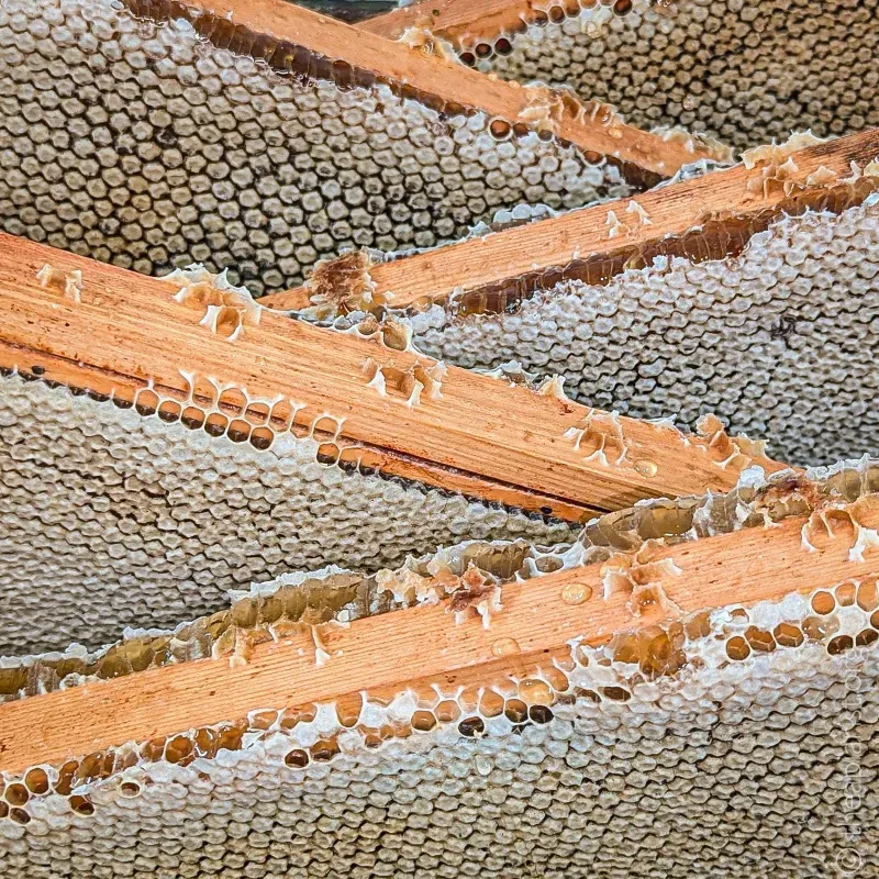 Capped honey super frames from a beehive before extraction.