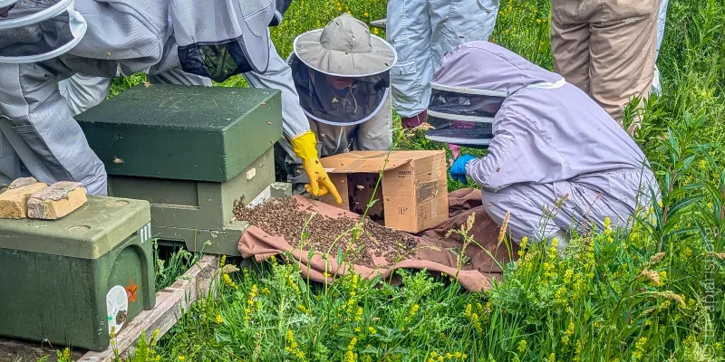Beekeepers clustered around the front of a hive with lots of bees at the entrance, with one beekeeper pointing with a yellow gloved hand