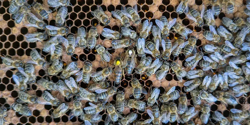 Two marked queen bees next to each other on a brood frame from a hive. One is marked yellow and the other white.
