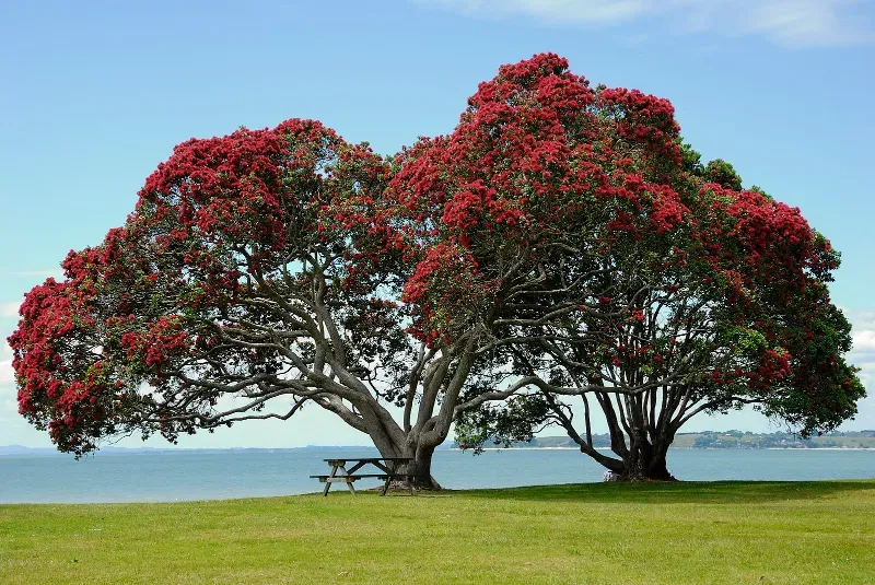 Two Pohutukawa trees in Auckland, with the sea behind them and blue sky above