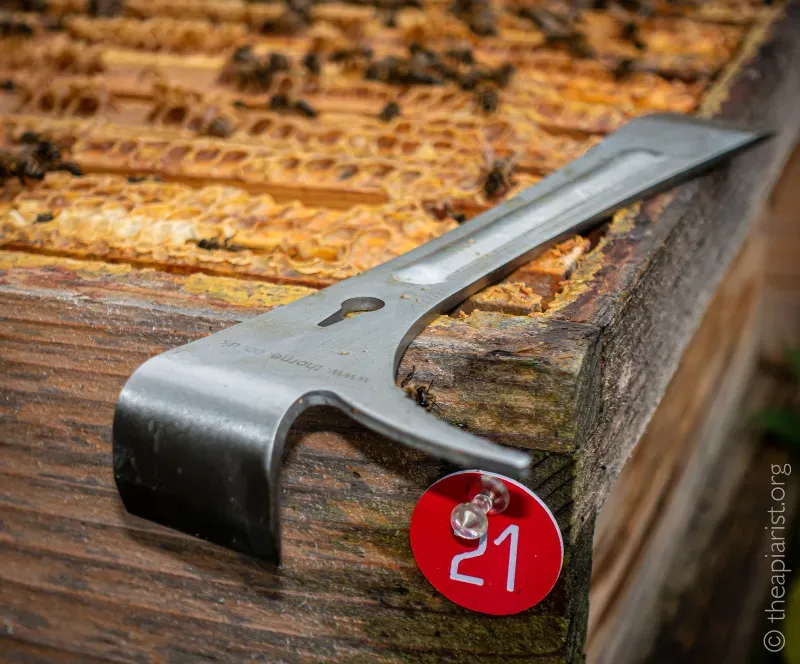 Close up photograph of a beekeeping hive tool resting on the corner of a wooden hive.