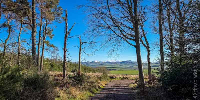 A view through the edge of a wood towards snow-covered hills in the distance.