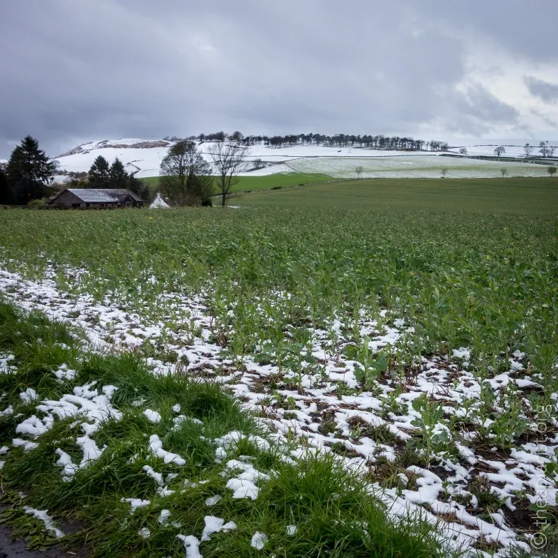 An oil seed rape field with snow lying on the ground in late April 2014.