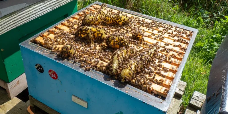 An open beehive with brace comb built above the top bars of the frames.
