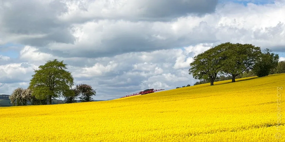 A field of yellow oil seed rape in full flower, with trees on the horizon.