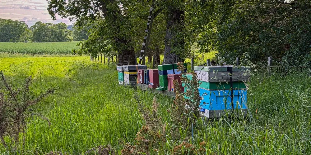 A row of beehives in a field margin with woodland behind in early June.