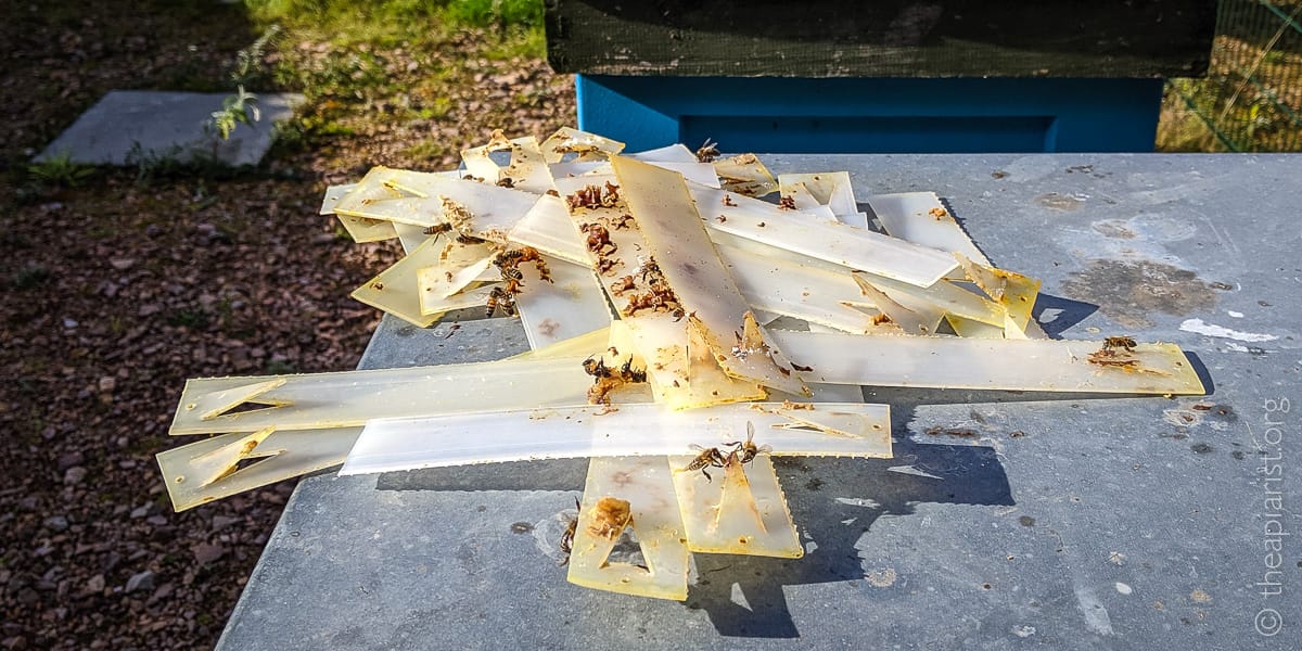 Used Apivar strips — thin, translucent plastic treatment strips — piled on a metal hive roof near a blue beehive. Several honeybees crawl across the sticky, propolis-stained strips, which have been removed after a varroa mite treatment cycle.