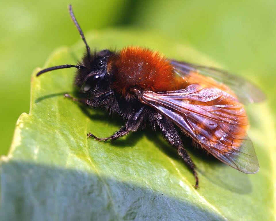 A tawny mining bee rests on a broad green leaf, its dense, russet-orange fur covering the thorax and abdomen contrasting with its black head and legs. The translucent wings catch the light against a softly blurred green background in this close-up macro shot.