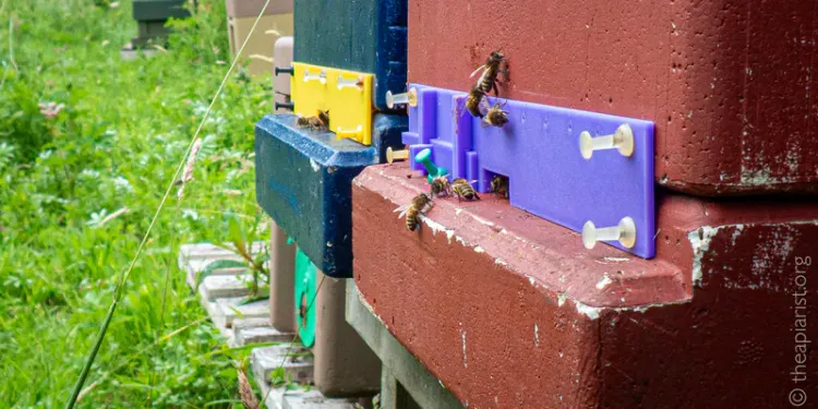 Beekeeping game-changers
