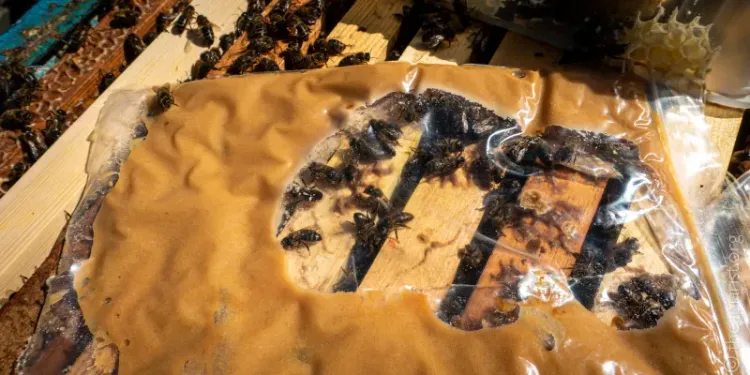 Better pollen sub patties