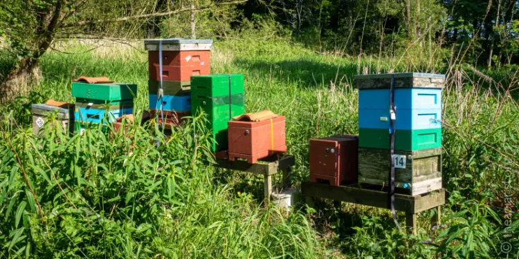 How to : The Demaree method