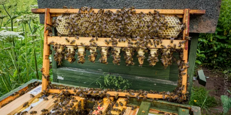 How to : Queenright queen rearing