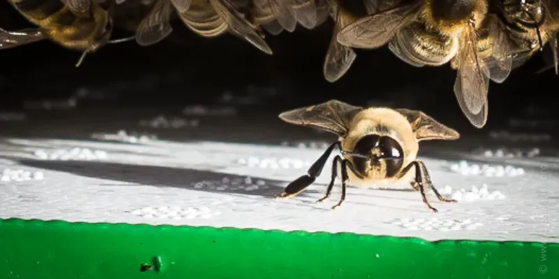 Drone honey bee