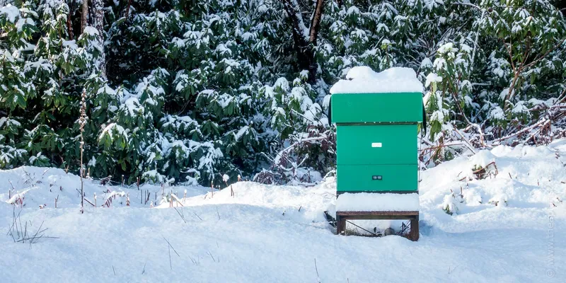 Pollen and winter bees