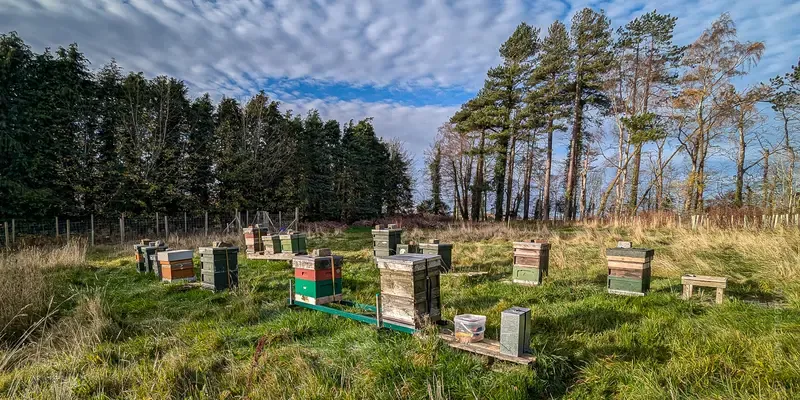 November in the apiary