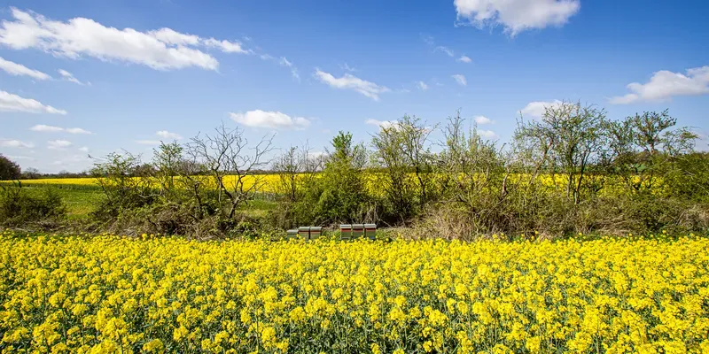 Hedgerow with beehives between two fields of bright yellow oil seed rape