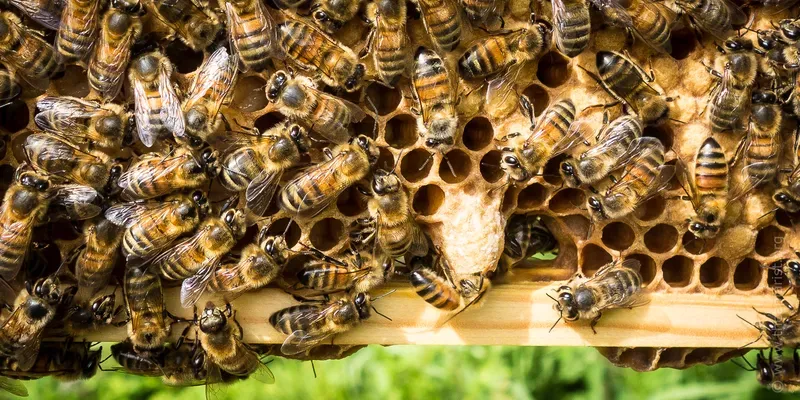 Open queen cells on the bottom of a frame of bees