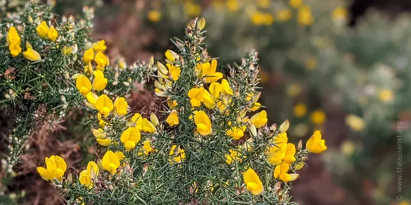 Flowering gorse