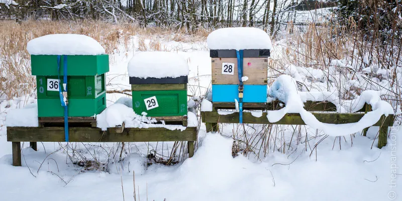 Bee hives in the snow