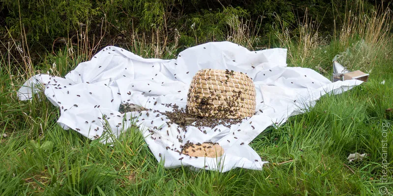 A whicker skep containing a swarm of bees on a white sheet