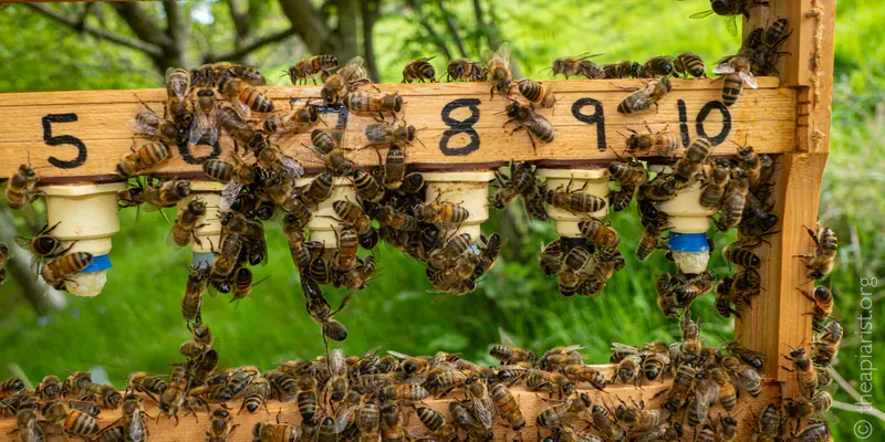 A frame from a bee hive with plastic cups attached for queen rearing, covered with bees