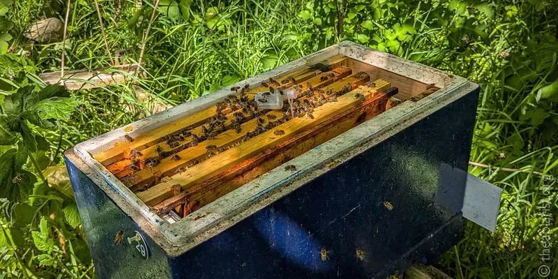 An open blue bee hive with a small plastic cage on top containing an unmated queen bee