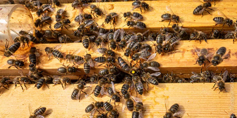 A marked queen is returned to the hive