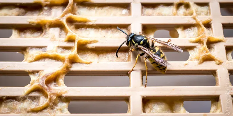 A worker wasp on a plastic queen excluder from a bee hive