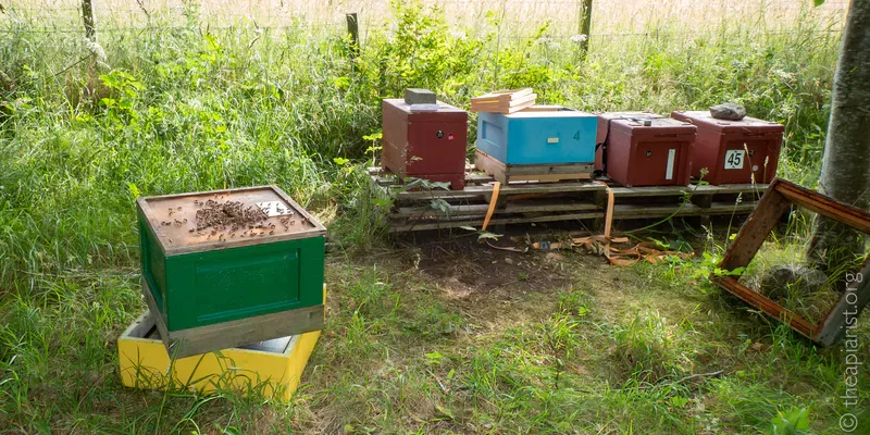 Bee hives on wooden pallets in dappled shade