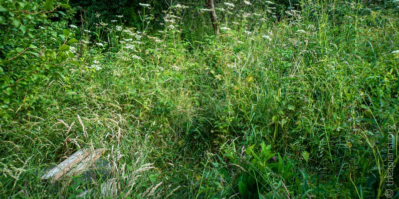 A very overgrown clearing in woodland