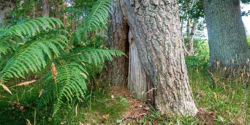 The base of a small oak tree with a swarm of bees occupying a hollow part of the trunk