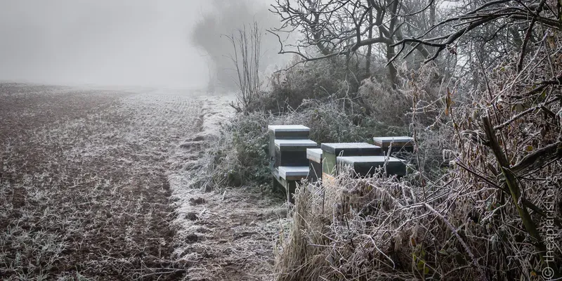 Beehives on a foggy day in midwint