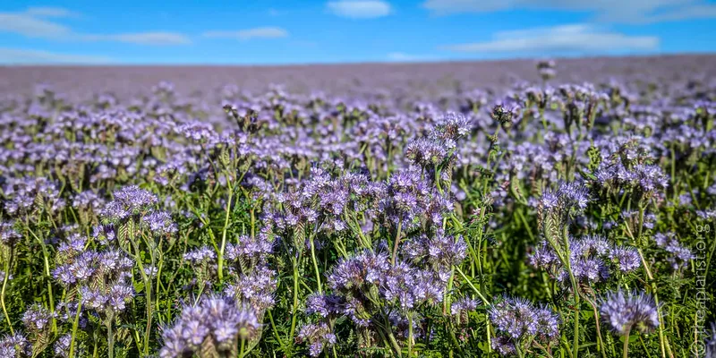 Phacelia flowering