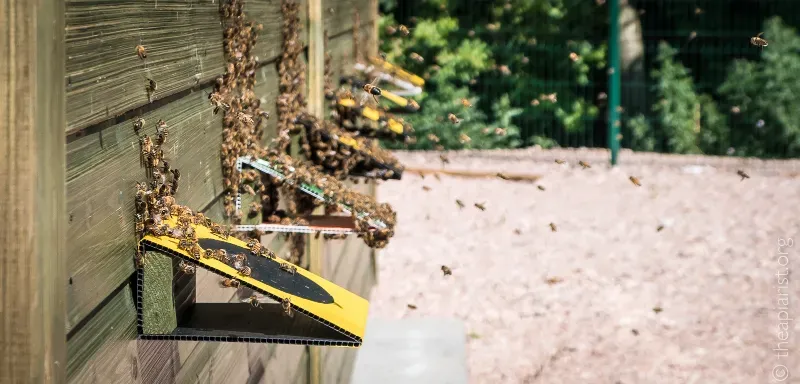 Photograph of the wall of a wooden shed containing beehives with plastic entrances busy with returning worker bees