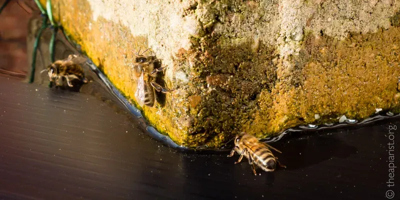 A black plastic hive roof with a brick and small pool of water with bees collecting water - photo taken in mid-January