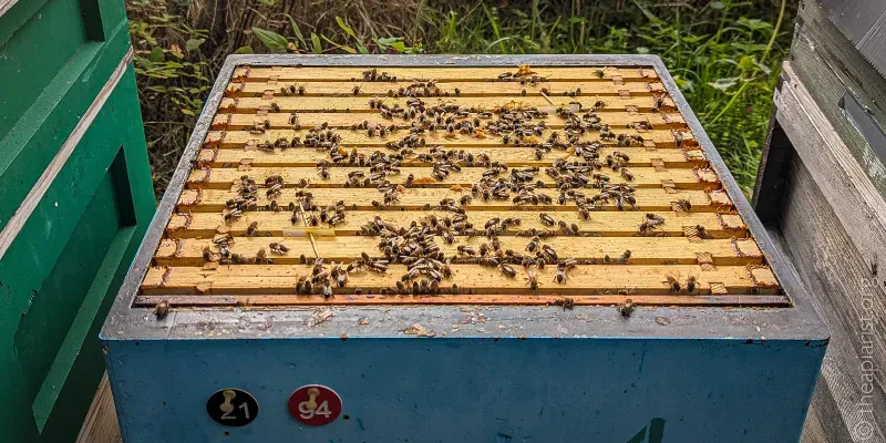 Image of an open bee hive, with bees on the wooden top bars of the frames