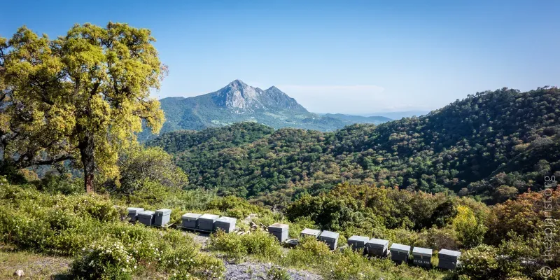 Bee hives in Spain, with a mountain ridge on the horizon, and the Rif mountains of Africa in the far distance.