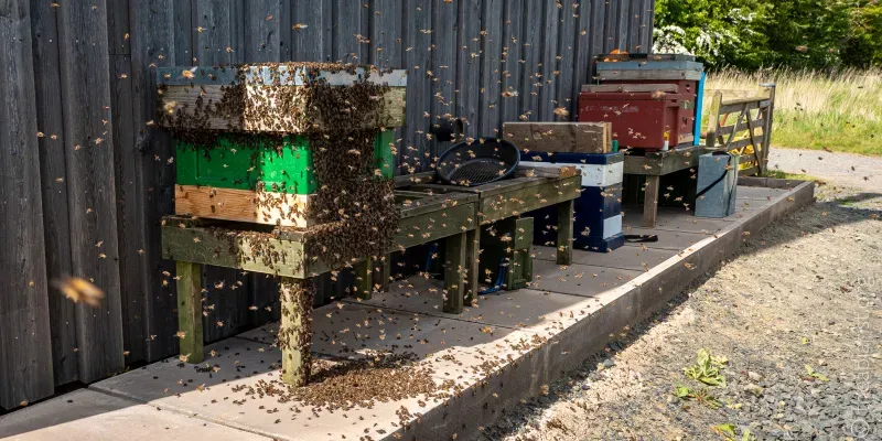 A bee hive on a wooden stand, with the sides, front, top and floor festooned with bees from a swarm that has just arrived